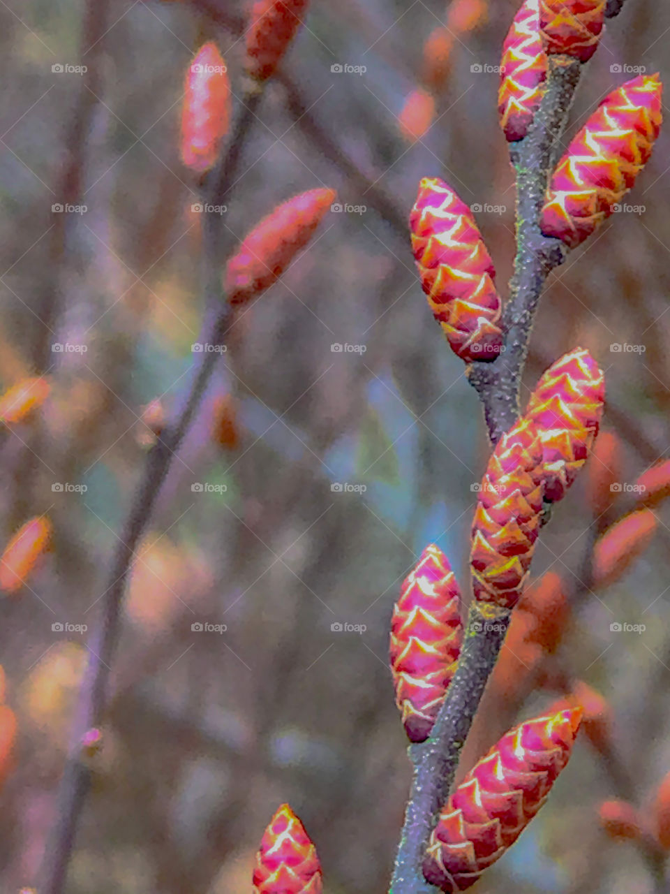 Spring is come ...  small Buds