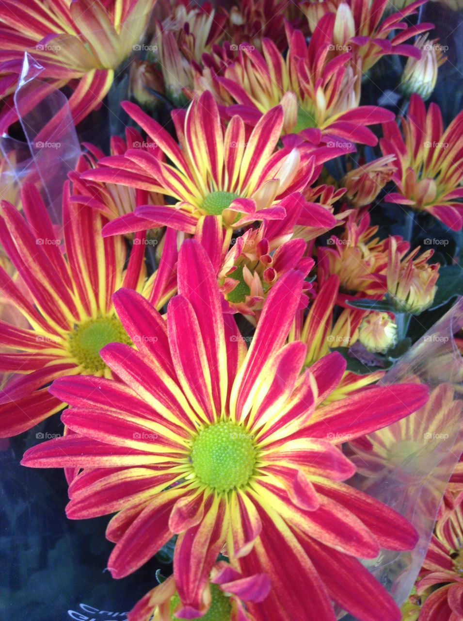 Pretty chrysanthemums 