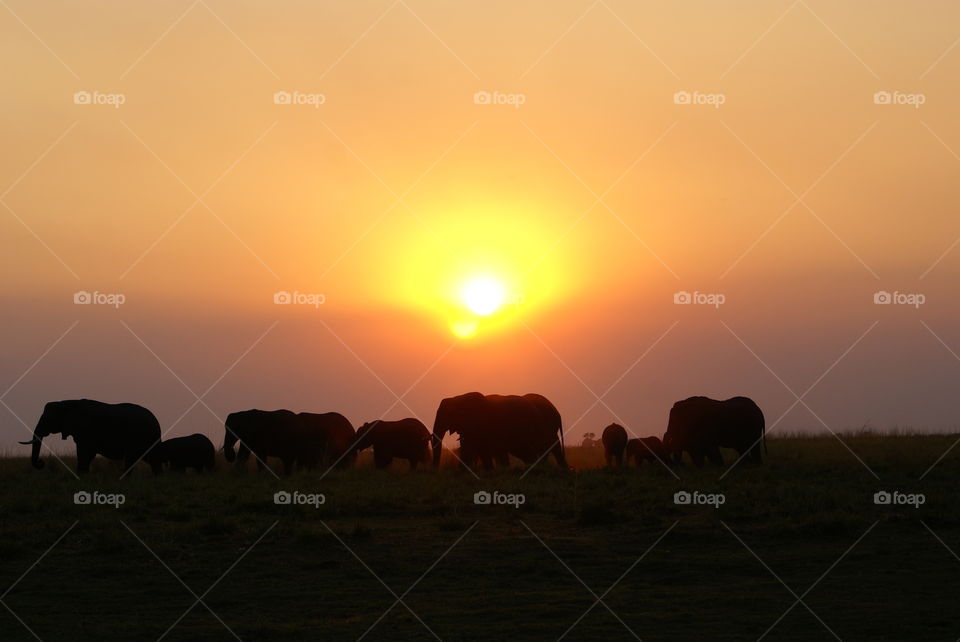 elephants at sunset