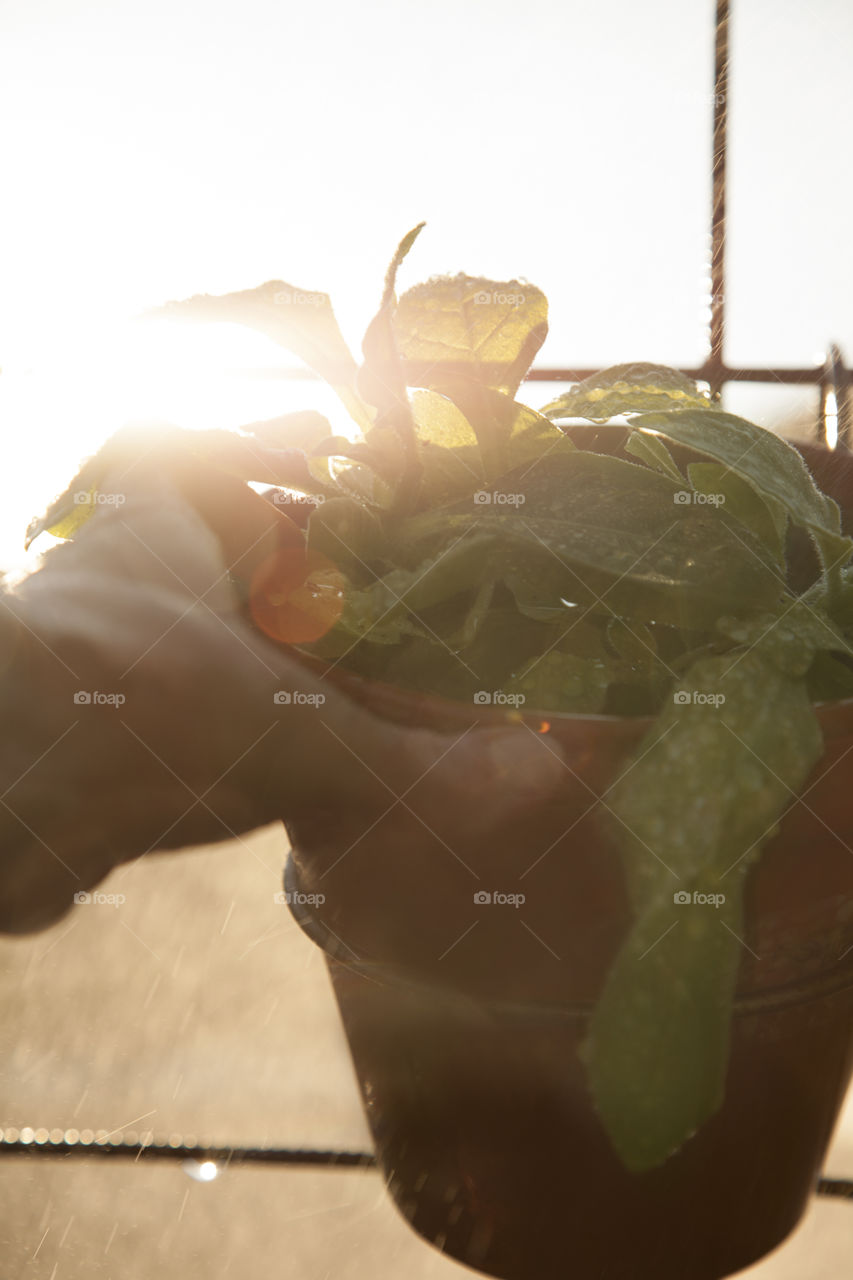 Watering pot plant