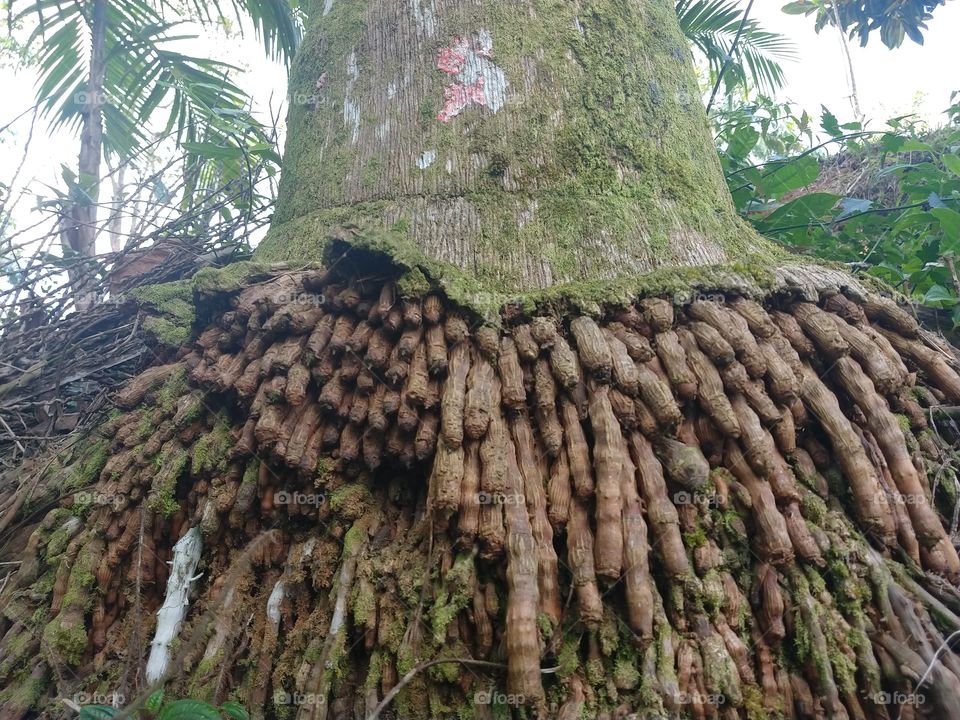 imagem de um tronco de coqueiro