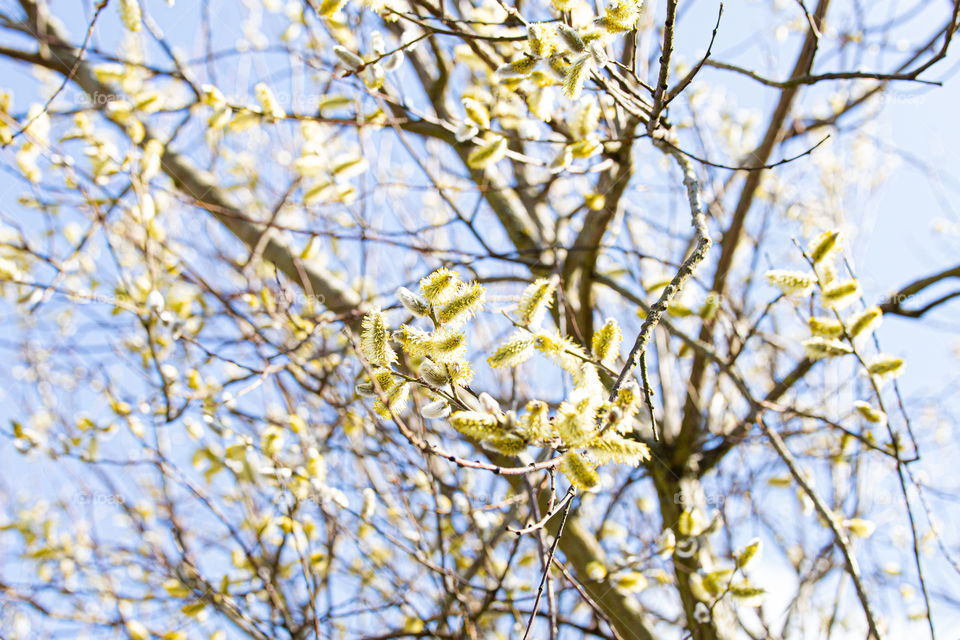 willow catkin in spring