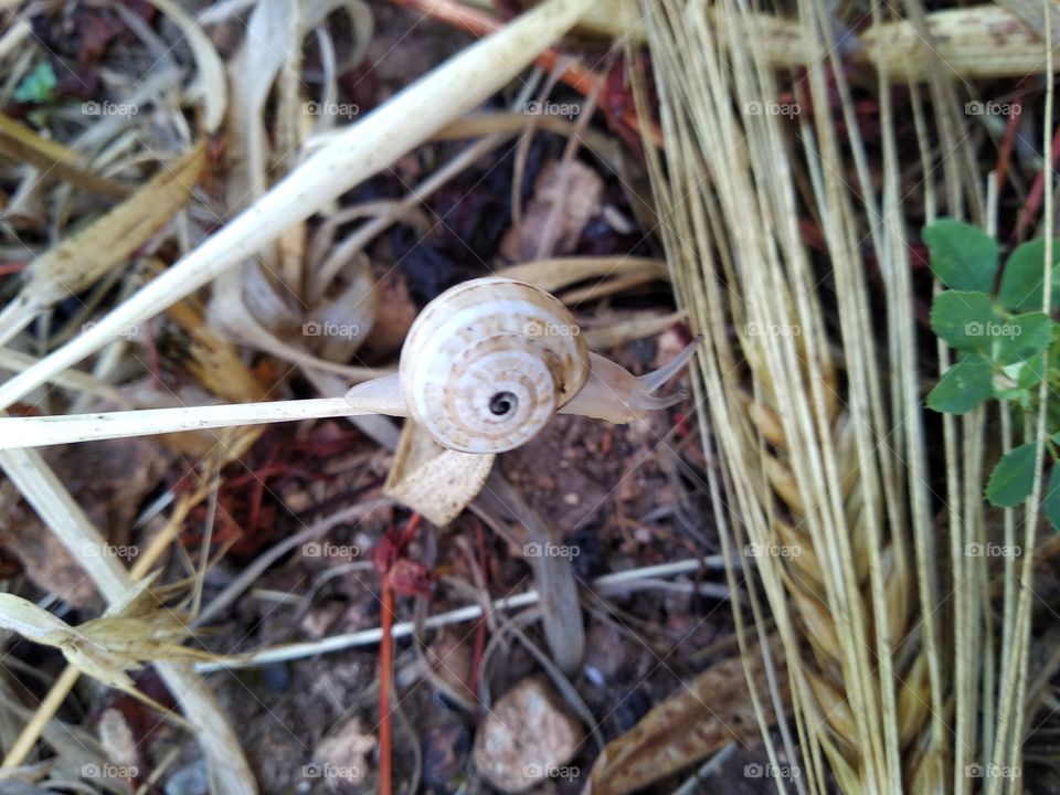 Snail