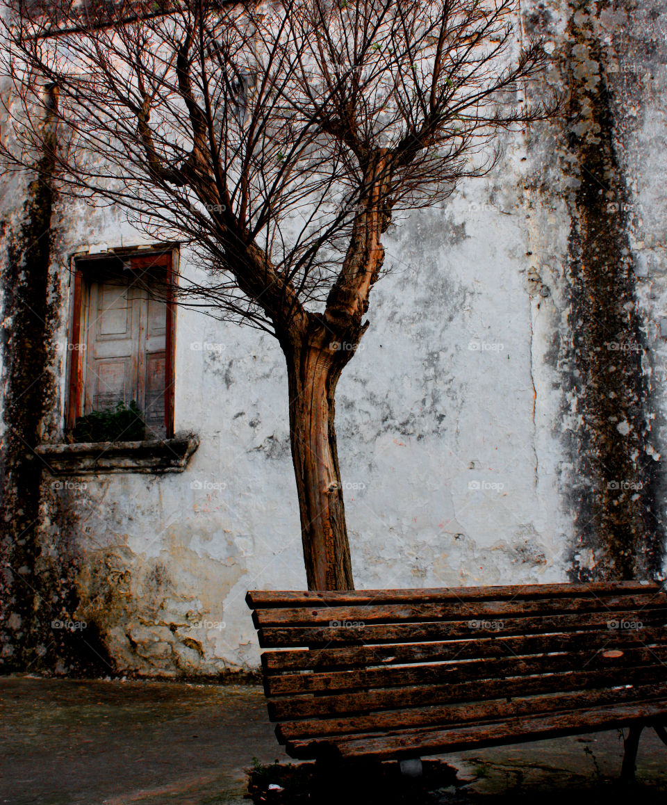 A bare tree and a bench in front of an old rustic house. Brown and white.