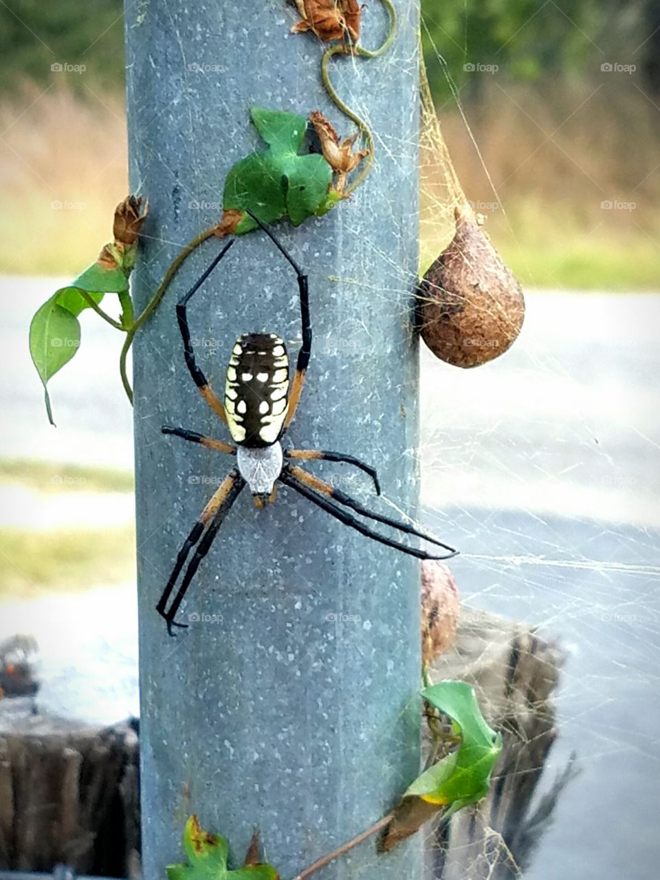 large spider and egg sacs