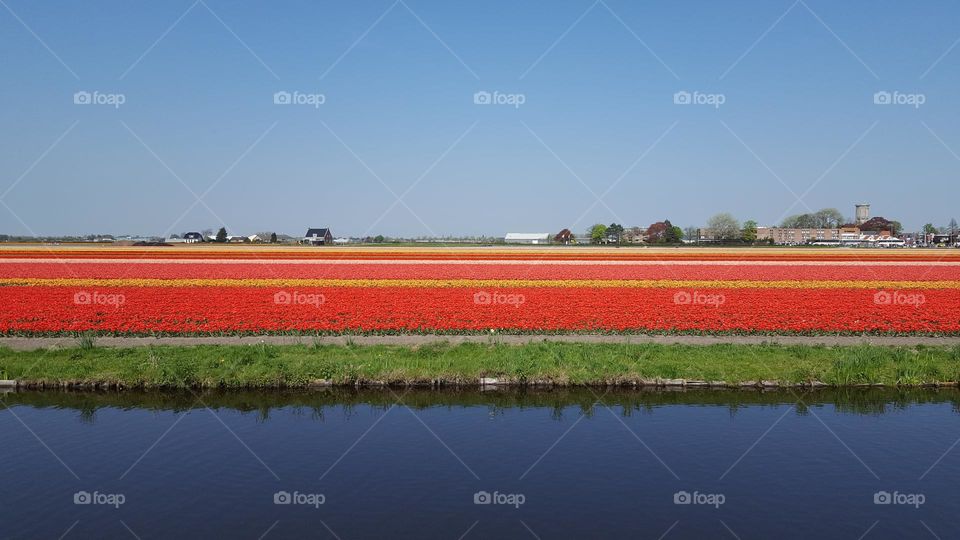 Beautiful spring time in Holland. Tulips fields.