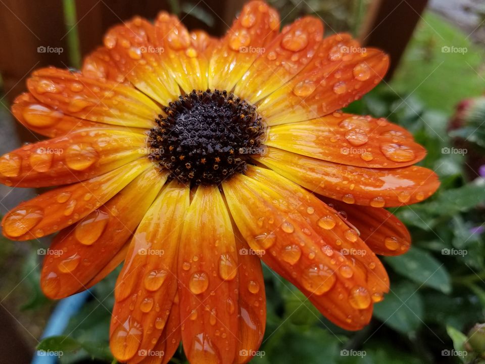 Raindrops on a daisy.