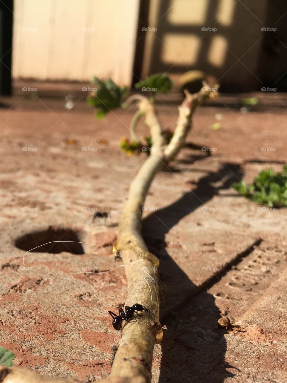 Worker ants near hole nest and tree branch