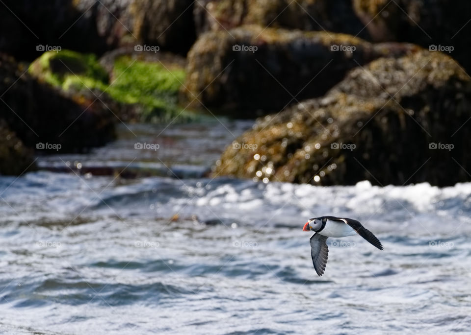 Atlantic puffin flying just above ocean with rocky island on the background near Reykjavik, Iceland on early June morning. 