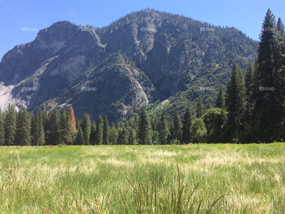 Another view of Yosemite from a meadow.