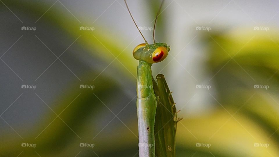 Mantis, mantis laughing at us, mantis disgusting face expression, mantis expression mantis eyes