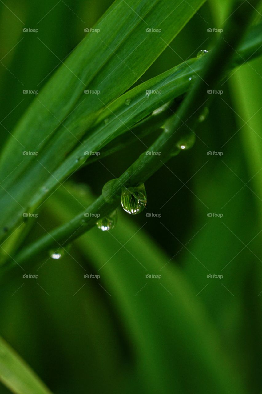 Water droplets on a green grass