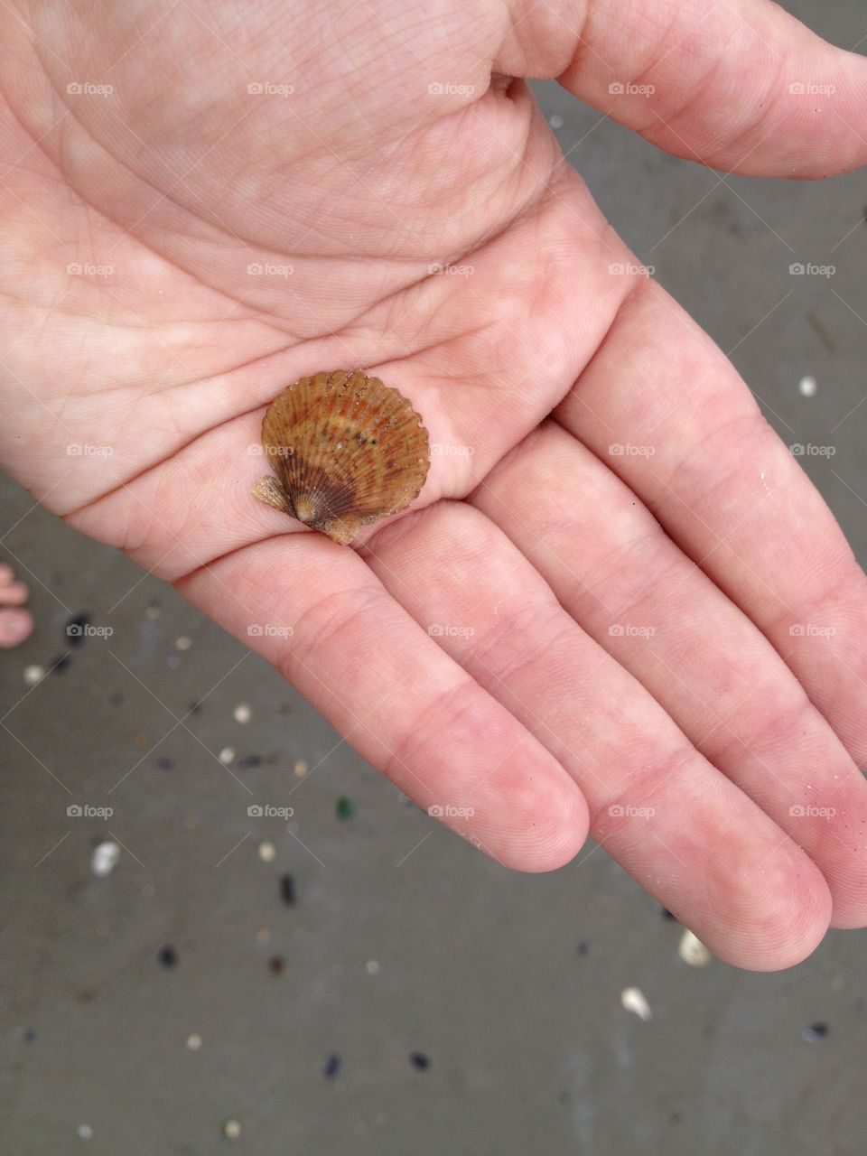 A tiny shell on the east coast shore 