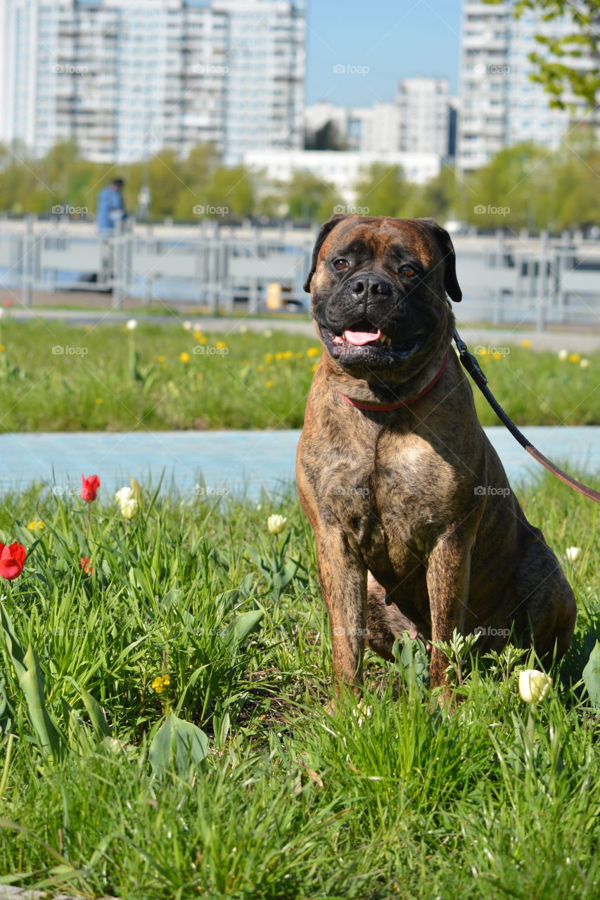 bullmastiff