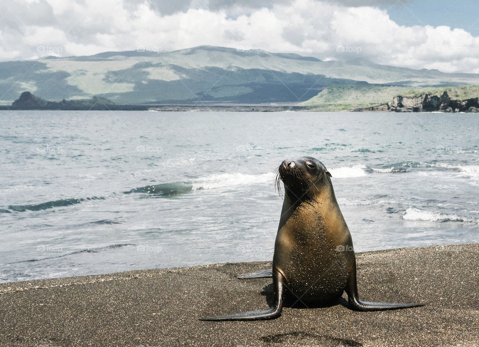 The Galápagos sea lion on Isla de la Plata, Ecuador