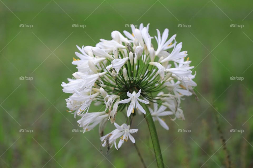 pure white wild flowers