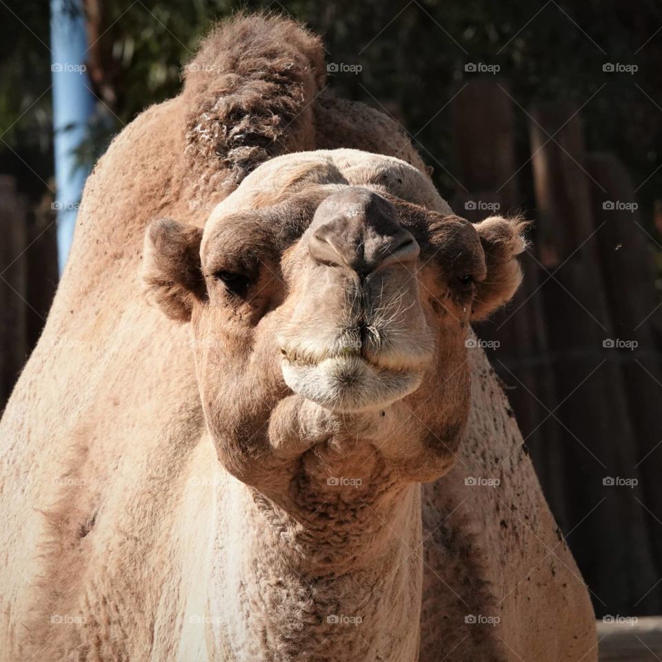 A camel stares at me as I angle for his photo