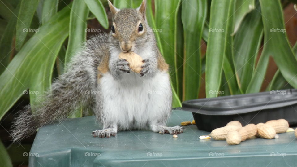 squirrel snacking on a roasted peanut. Wilton Manors, Florida