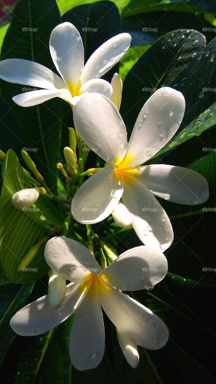 beautiful white champa flower