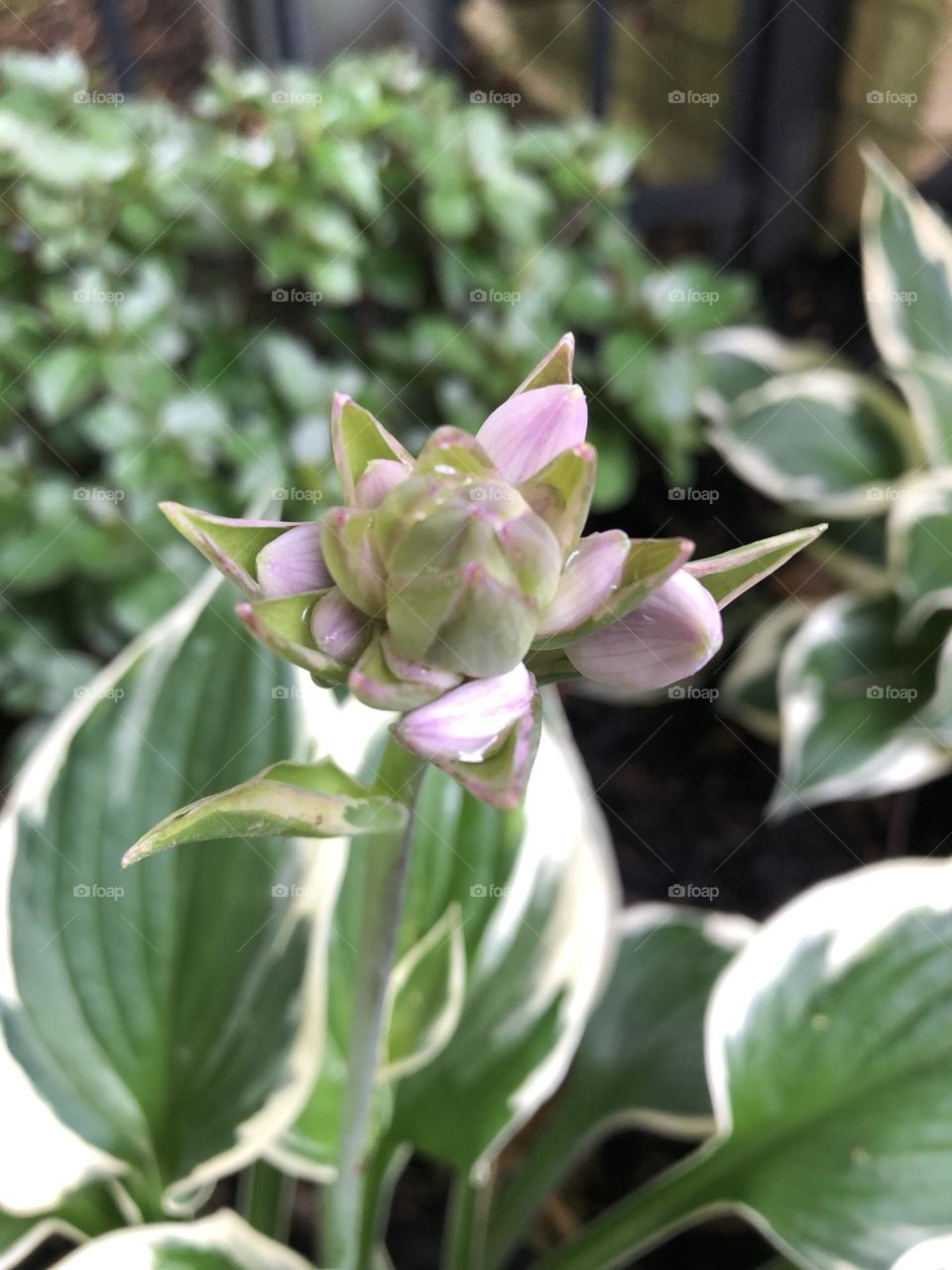 Hosta flower