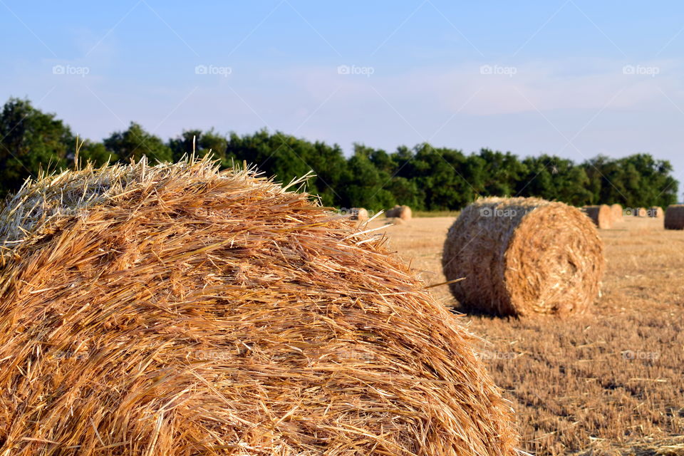 haystack сенокос