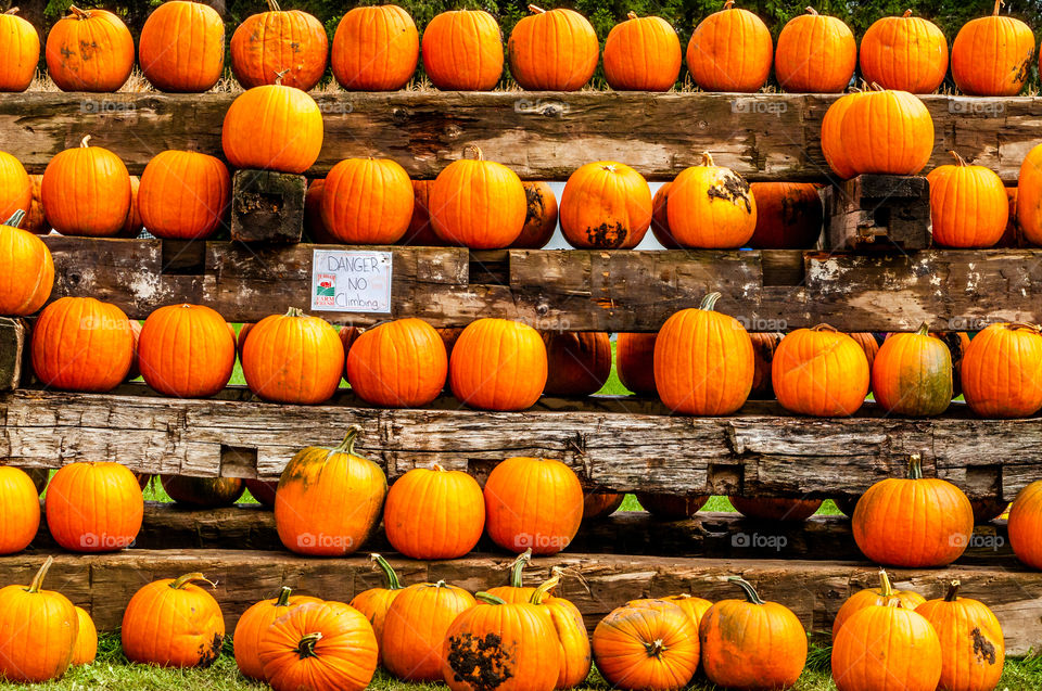Pumpkin display