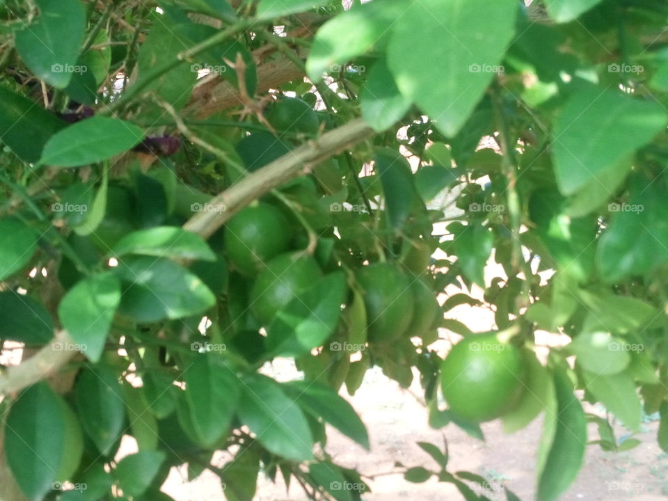 lemon plants