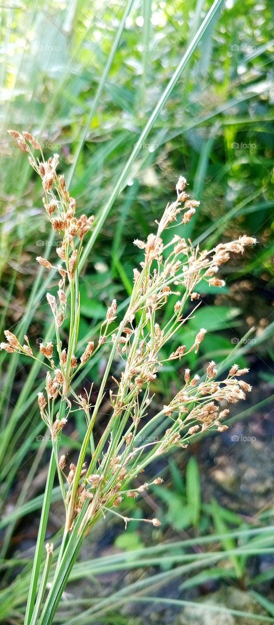 Fimbristylis is an annual grass that is a weed in agriculture.