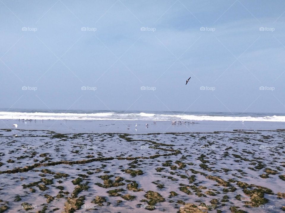 Seagulls and sea