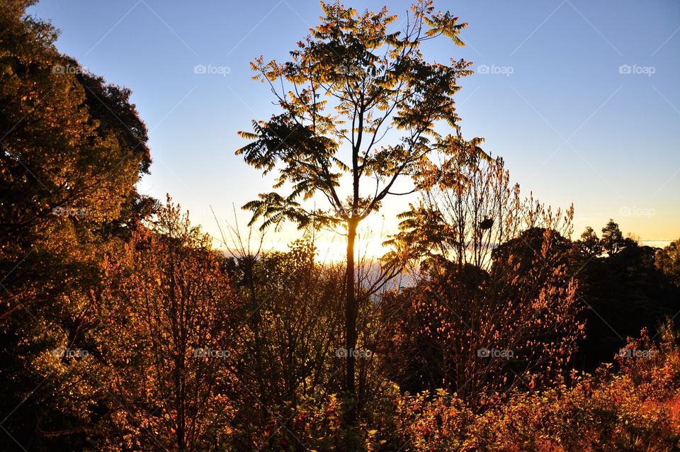 Tree, No Person, Landscape, Fall, Nature