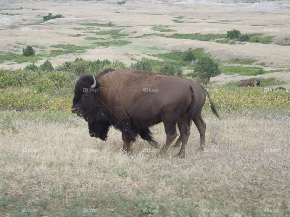 Buffalo