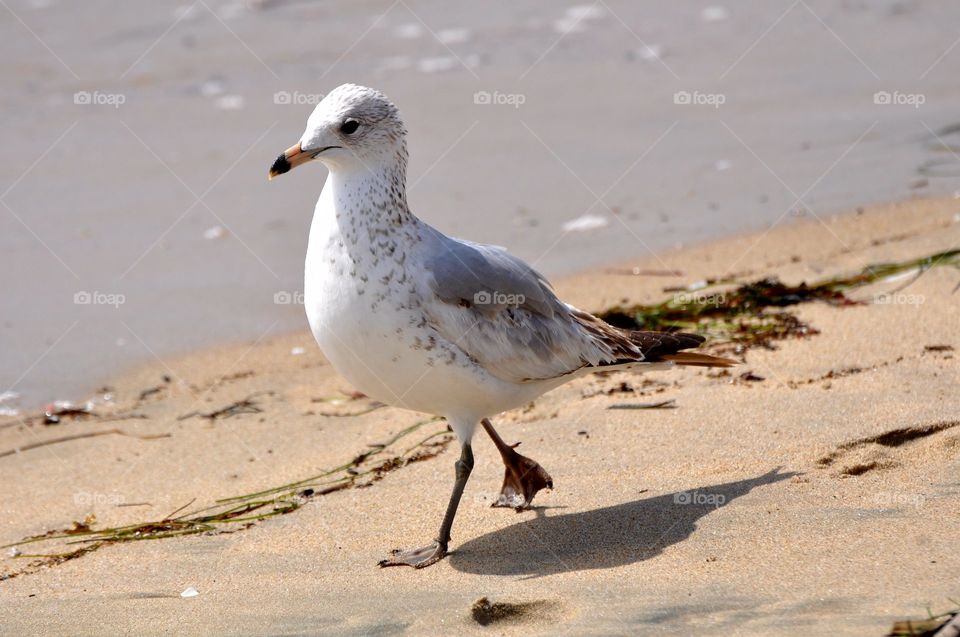 Seagull