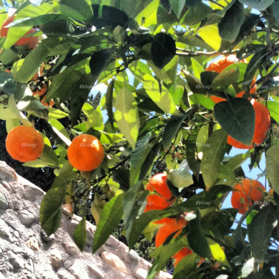 summer orange fruit apelsin by gitt123