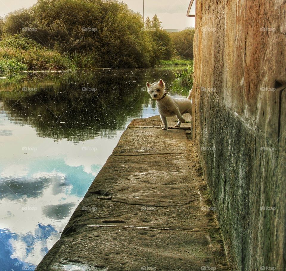 A Sneaky Peek. A curious Westie terrier takes a sneaky peek round the corner of a canal towpath to see what is going on.