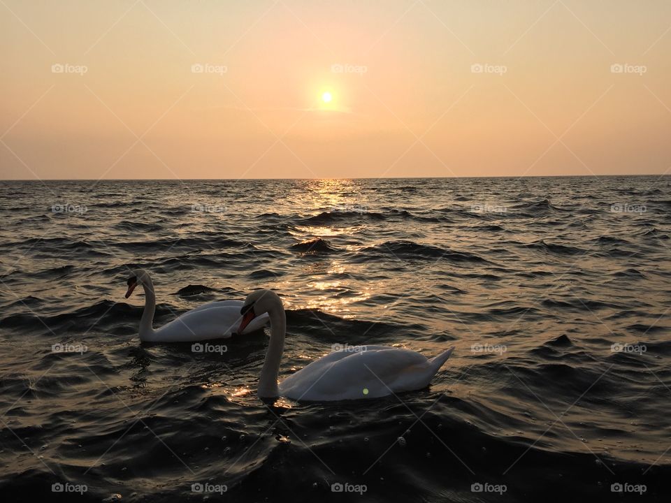 Swans in sunset, April 2015. Swan couple in sunset at Western Harbour, Malmoe, Sweden