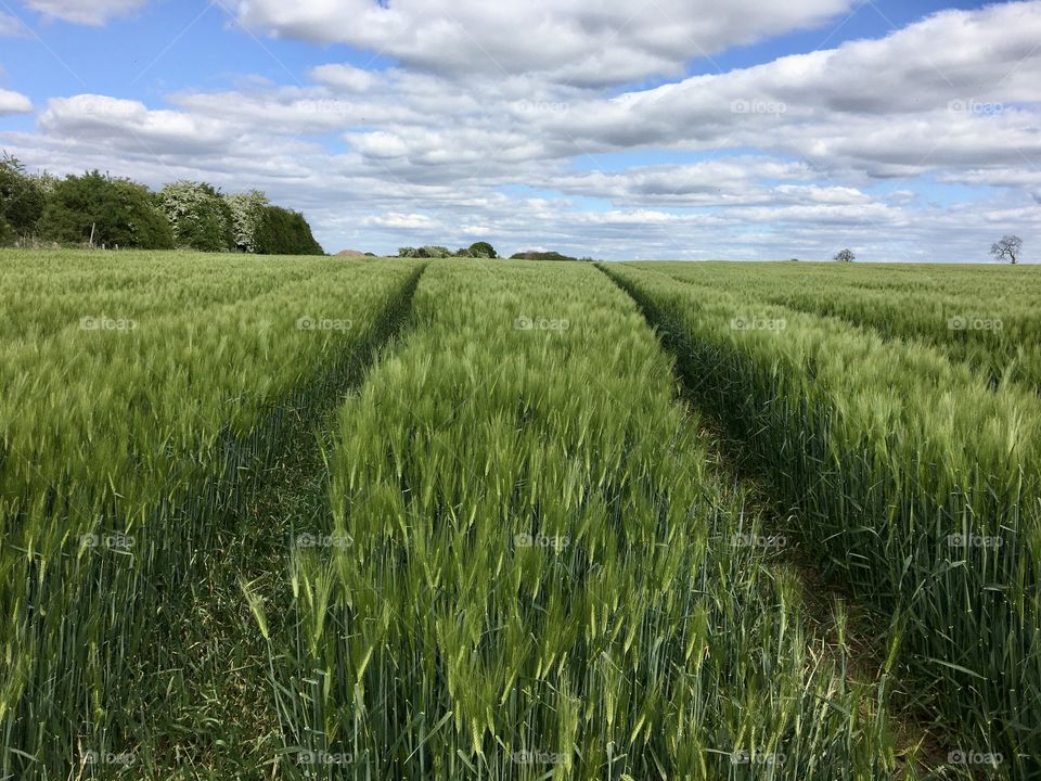 Young wheat growing in a nearby field 🇬🇧