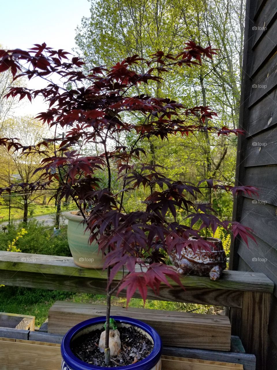 My very young  Japanese Red Maple  Tree 
200 years to mature
