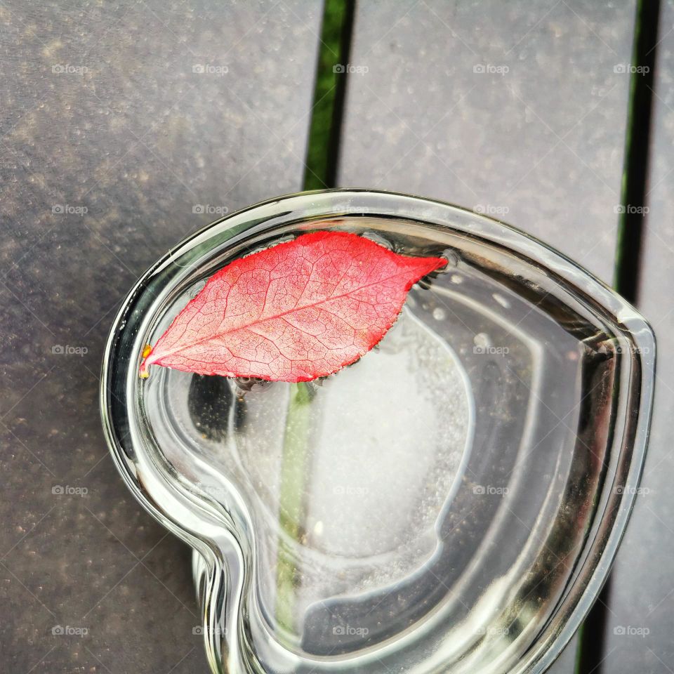 Autumn leaf