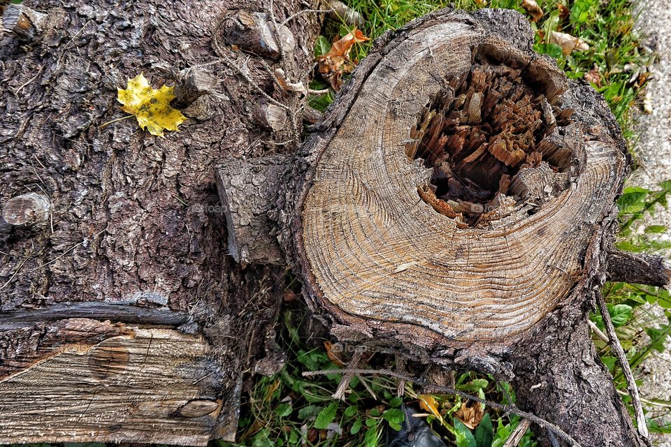 Bark up Close