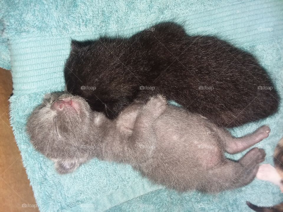 kittens