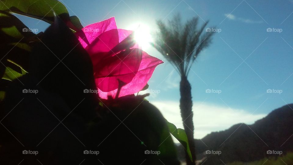 Flower-Filtered Desert Sunlight