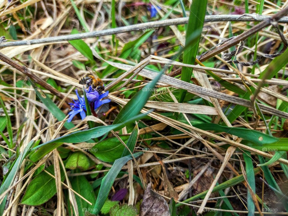 A honey bee collects pollen on a blue flower.