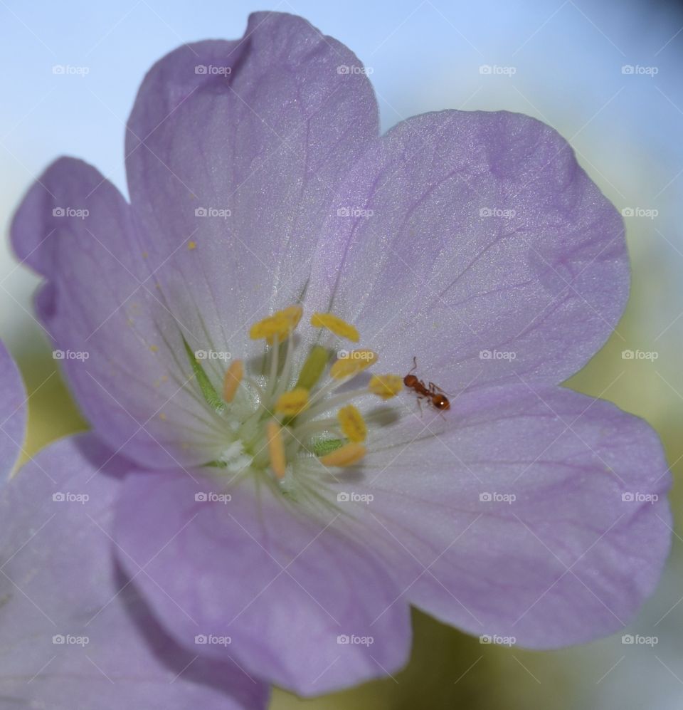 Ant on a flower