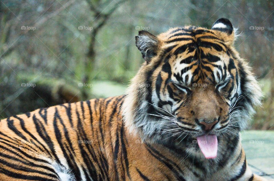 Silly face male tiger