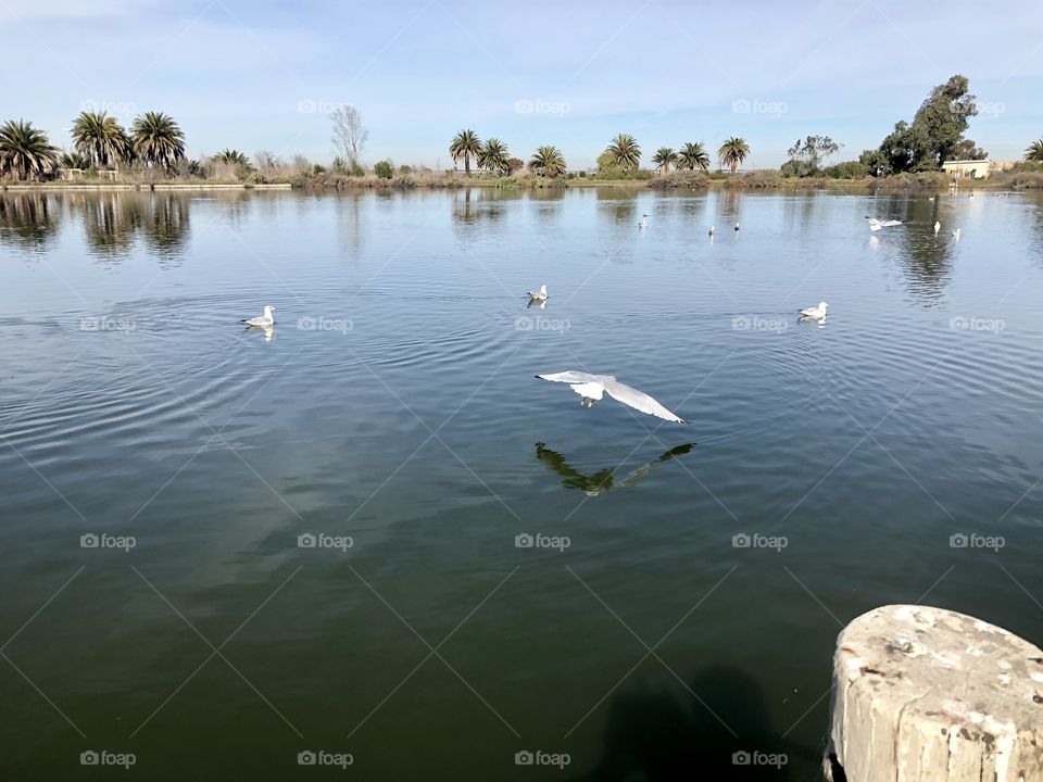 Bird flying above water