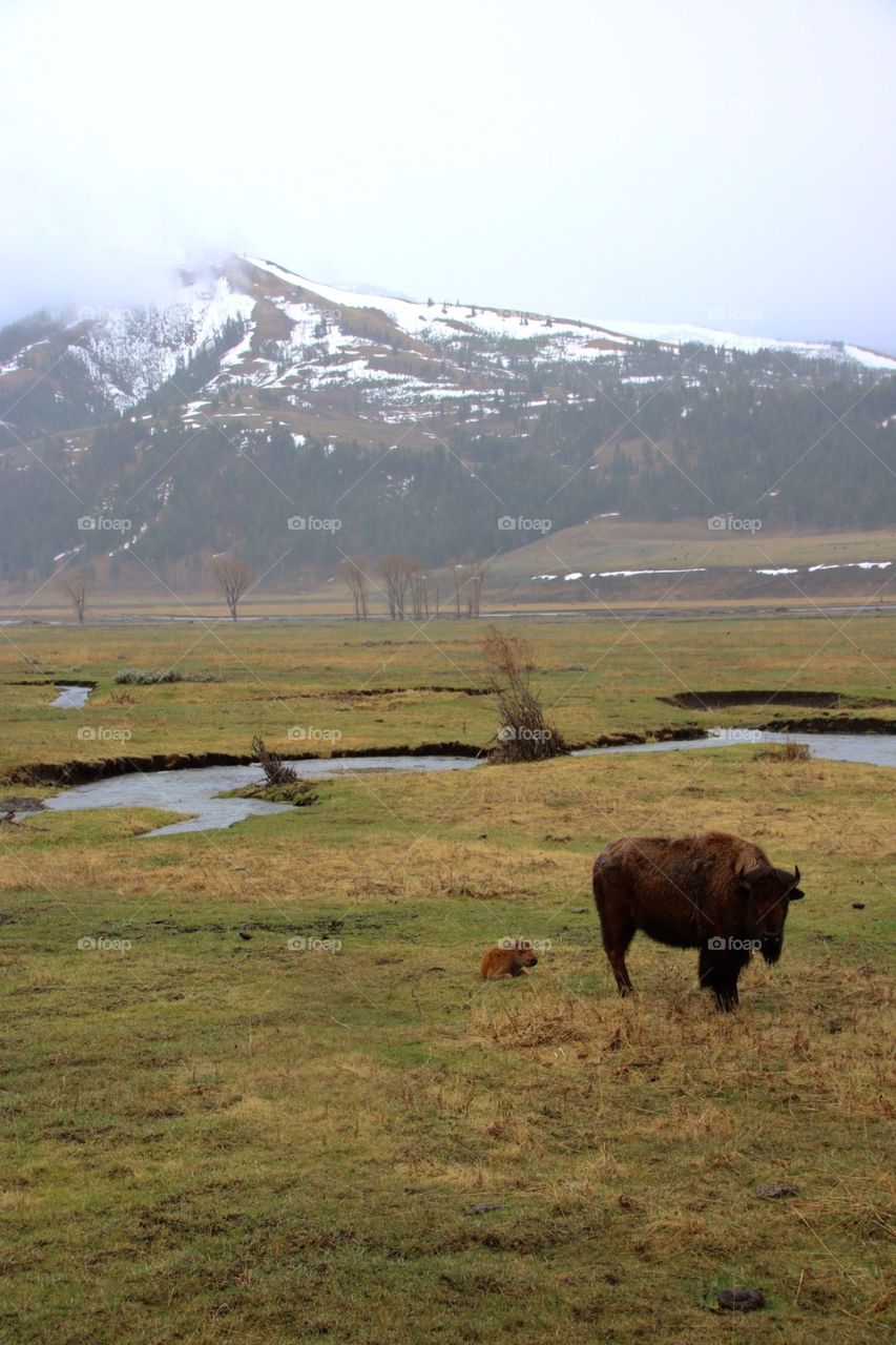 Taken in Yellowstone National Park, this photograph features one of the first newborn bison of the season. Still cold and snowy, this baby was considered very early. 