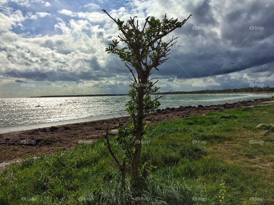 Elderberry tree with a view