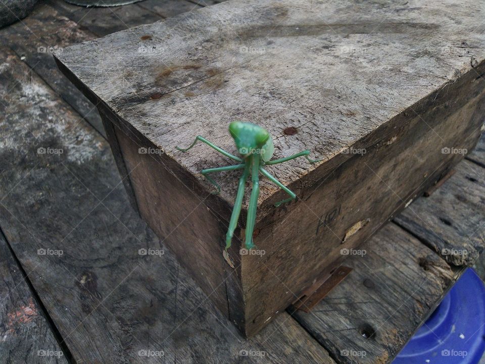 Green grasshopper