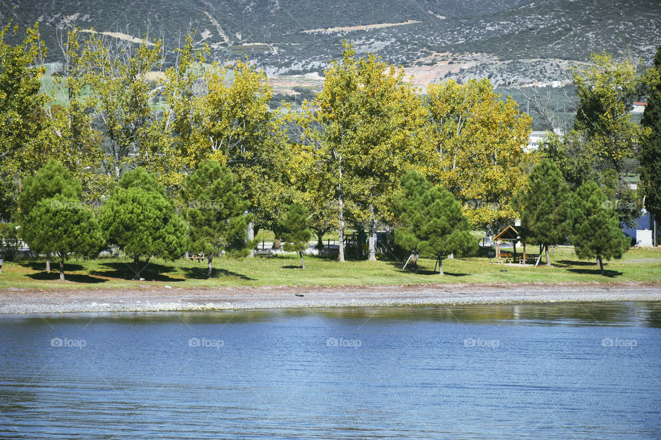 View of a trees in front of lake