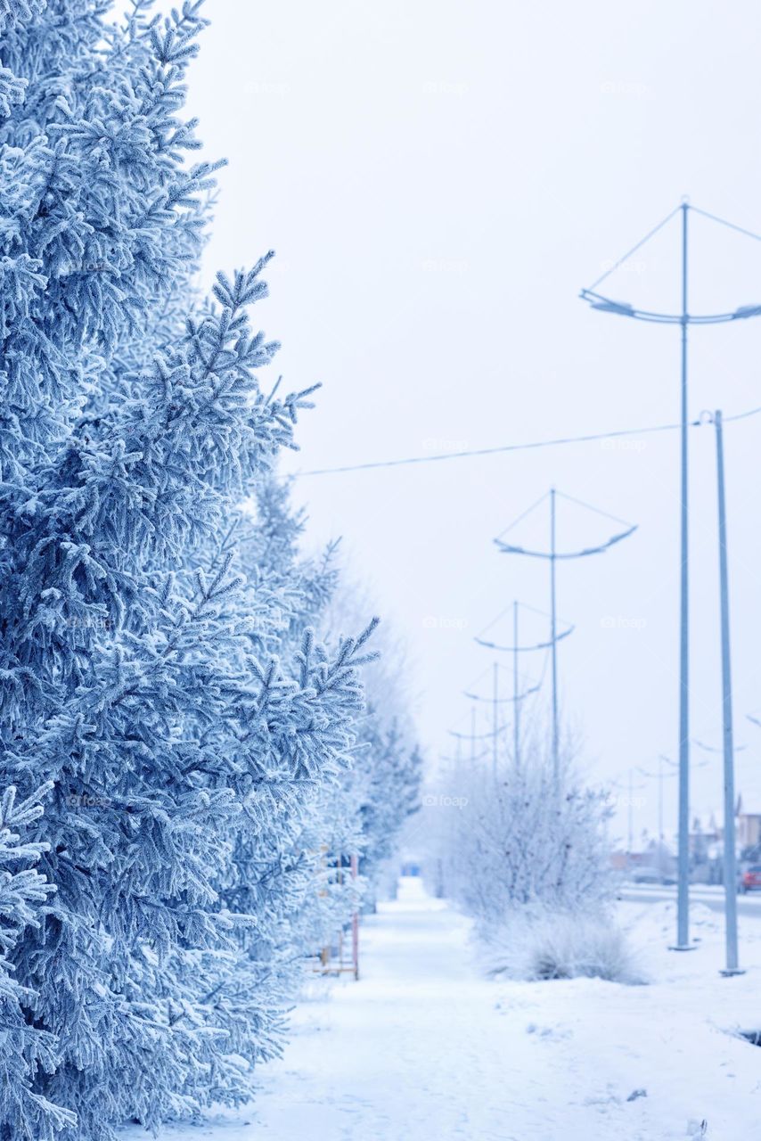 A city street in winter. Christmas trees in the snow.